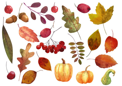 Hand drawn watercolor leaves, berries, pumpkins. The colorful autumn leaves, Simple elements for your design.