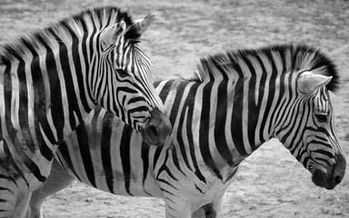 Burchell's zebra is a southern subspecies of the plains zebra. It is named after the British...
