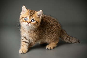 Scottish straight shorthair cat on colored backgrounds