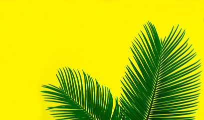 Tropical palm leaves on a bright yellow background. Creative layout of real tropical leaves on a blue background. Summer concept. Flat image with copy space.