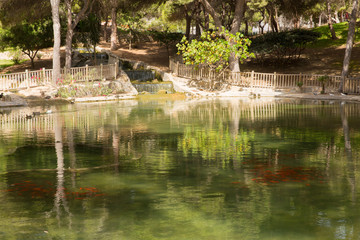 Fototapeta na wymiar Goldfish in a pond Reina Sofia Park Guardamar del Segura Costa Blanca Spain