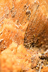 Forest cutted wood abstract macro background fine art in high quality prints products fifty...