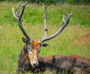 Pere David's deer, also known as the milu or elaphure, is a species of deer that is currently extinct in the wild all known specimens are found only in captivity. © Daniel Meunier