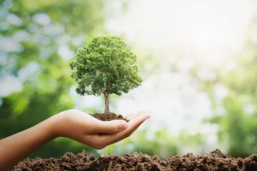 Möbelaufkleber hand holdig big tree growing on green background. eco earth day concept © lovelyday12