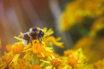 Close-up of a bumblebee collecting pollen on yellow flowers
