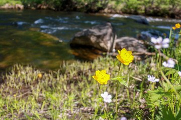 Two yellow flowers on the background of the river. Trollius  grow ashore