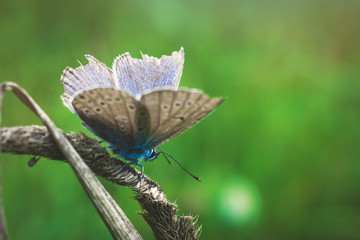 The common blue butterfly