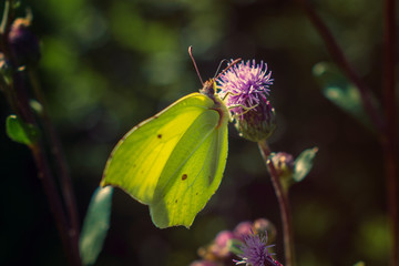 Common brimstone on purple thistle