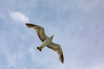 Obraz premium Seagull