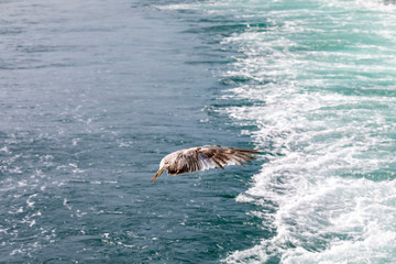 Fototapeta premium Seagull