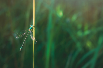 Damselfly on bright grass leaf