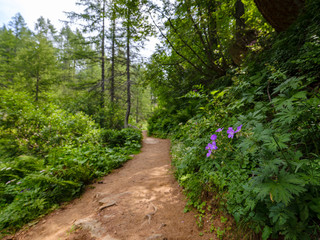 Fototapeta na wymiar Mountain path in the forest