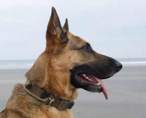 Fototapeta premium Portrait of German Shepherd on the Beach