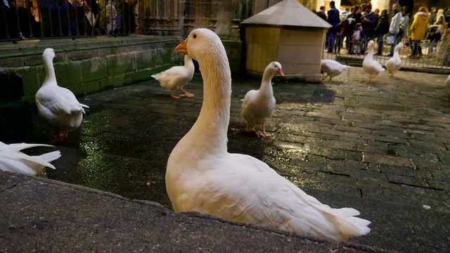 White geese on the streets of Barcelona in Spain. 4K