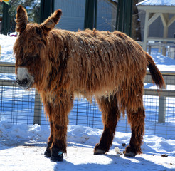 The Poitou donkey or Poitou ass (French: Baudet du Poitou), also called the Poitevin donkey, is a...