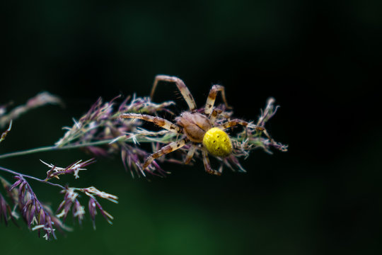Four spot orb-weaver with bokeh background