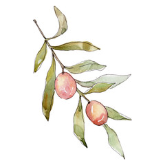 Olive branch with green fruit. Watercolor background illustration set. Isolated olives illustration element.