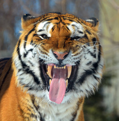  The tiger (Panthera tigris) is the largest cat species. It is the third largest land carnivore...