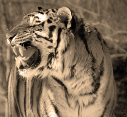  The tiger (Panthera tigris) is the largest cat species. It is the third largest land carnivore...