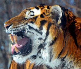  The tiger (Panthera tigris) is the largest cat species. It is the third largest land carnivore...