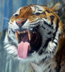  The tiger (Panthera tigris) is the largest cat species. It is the third largest land carnivore...