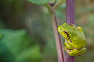 Green tree frog on burdock stalk