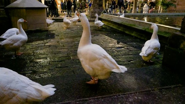 White geese on the streets of Barcelona in Spain. 4K