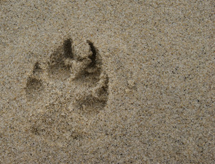 Dog Paw Print in the Sand