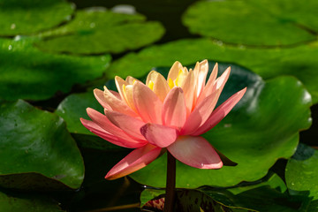 Pink water lily or lotus flower Perry Orange Sunset in pond on blurred background of green leaves. Perry lotus flower Orange sunset with delicate petals tower above leaves. Nature concept for design.