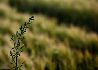 Field in autumn