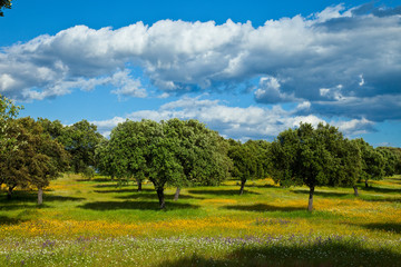 Dehesa de Encinas en primavera, Parque Nacional de Monfragüe, Cáceres, Extremadura, España