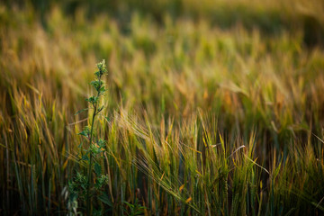 Field in autumn