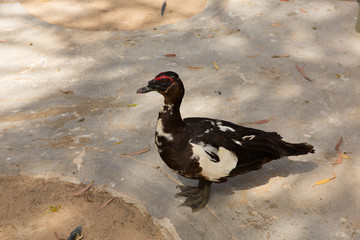 Duck wildlife in Reina Sofia Park Guardamar del Segura Costa Blanca Spain tourist attraction