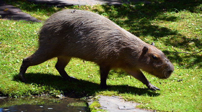 The capybara is the largest rodent in the world. Also called chiguire, it is a member of the genus Hydrochoerus, of which the only other extant member is the lesser capybara. 