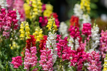 Colorful flower of Snapdragon, Antirrhinum majus