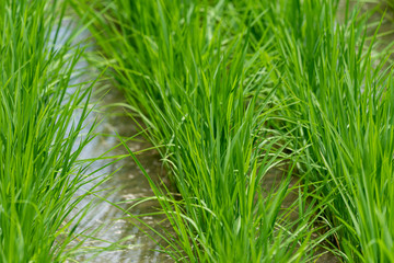 Fototapeta premium Close up rice field, young rice plant