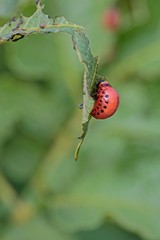 Kartoffelkäfer Larve
