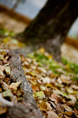 autumn leaves in the forest