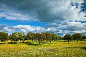 Dehesa de Encinas en primavera, Parque Nacional de Monfragüe, Cáceres, Extremadura, España