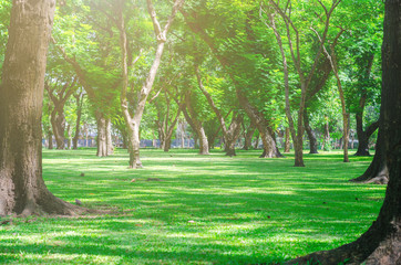 trees in the park with green grass and sunlight, fresh green nature environment landscape background.