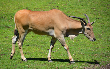 The common eland, also known as the southern eland or eland antelope, is a savannah and plains...