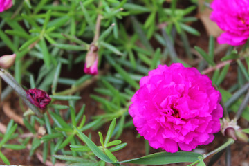 Beautiful pink flower in full bloom