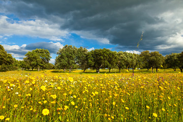 Dehesa de Encinas en primavera, Parque Nacional de Monfragüe, Cáceres, Extremadura, España