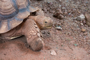 Portrait of a giant tortoise