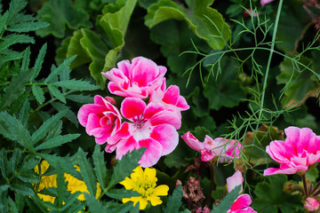 geranium blooms in the garden