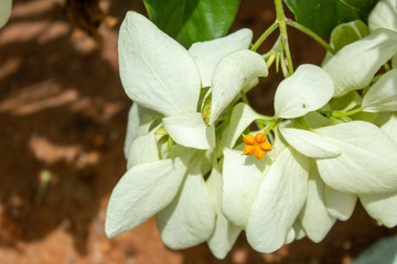 Obraz na płótnie Canvas Beautiful white flower in full bloom
