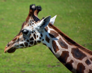 The giraffe (Giraffa camelopardalis) is an African even-toed ungulate mammal, the tallest of all...