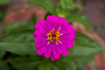 Obraz premium purple cynia in the garden