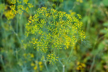 Fragrant dill on the garden in the garden