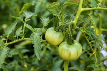 not ripe green tomatoes hanging on the vine of a tomato plant in the garden.